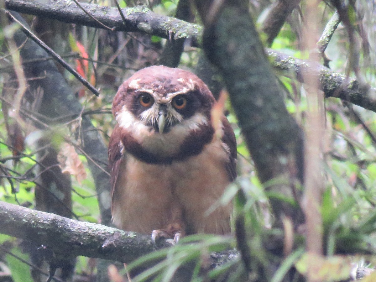 Spectacled Owl - ML85660011