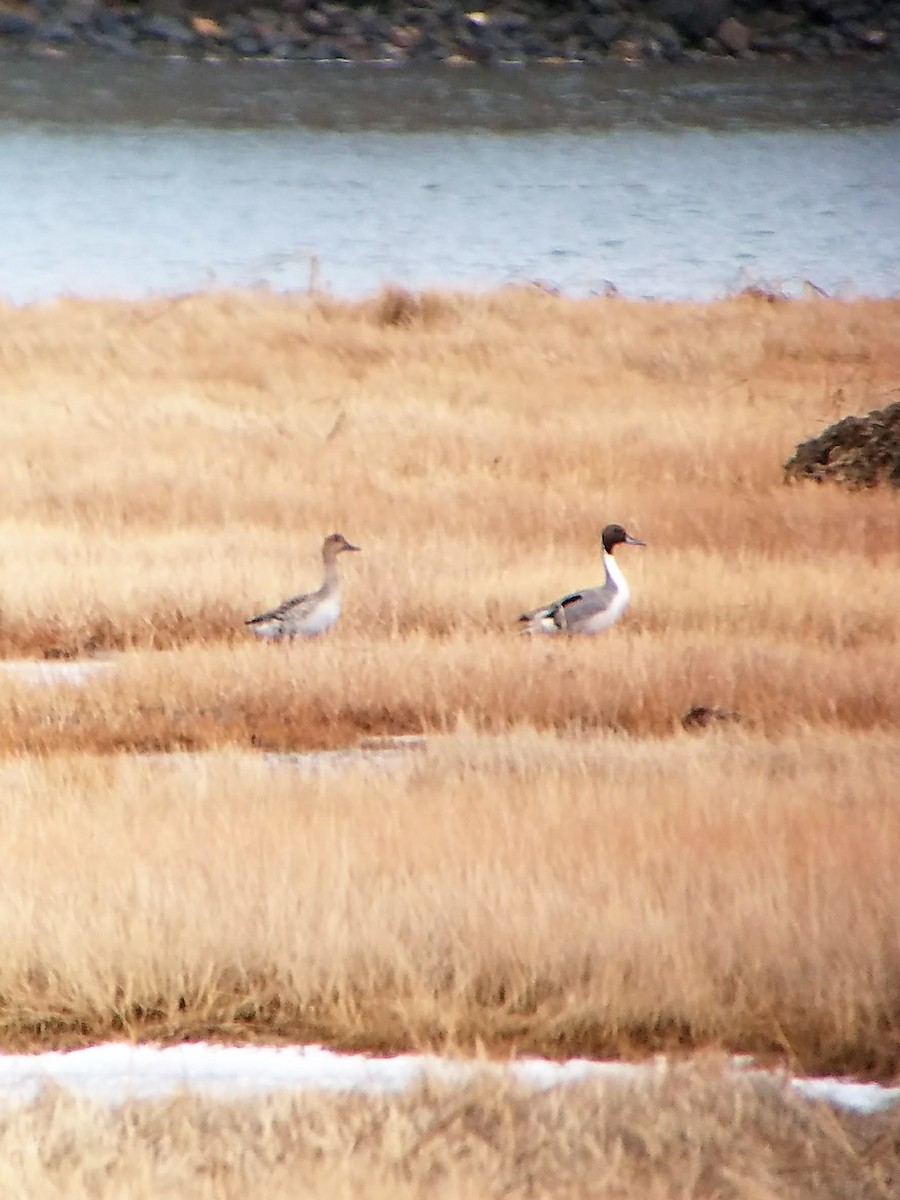 Northern Pintail - ML85661741