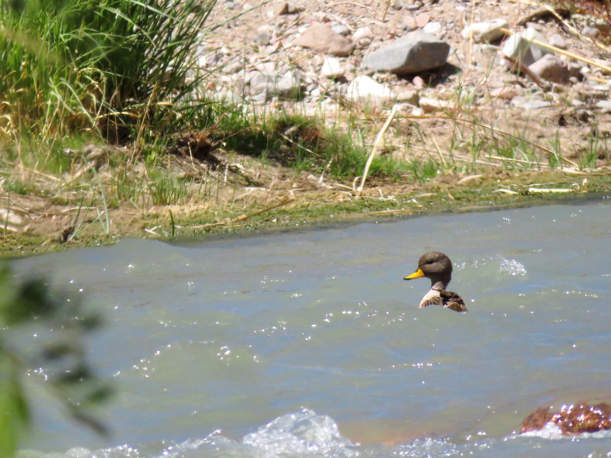 Yellow-billed Teal (oxyptera) - ML85662341