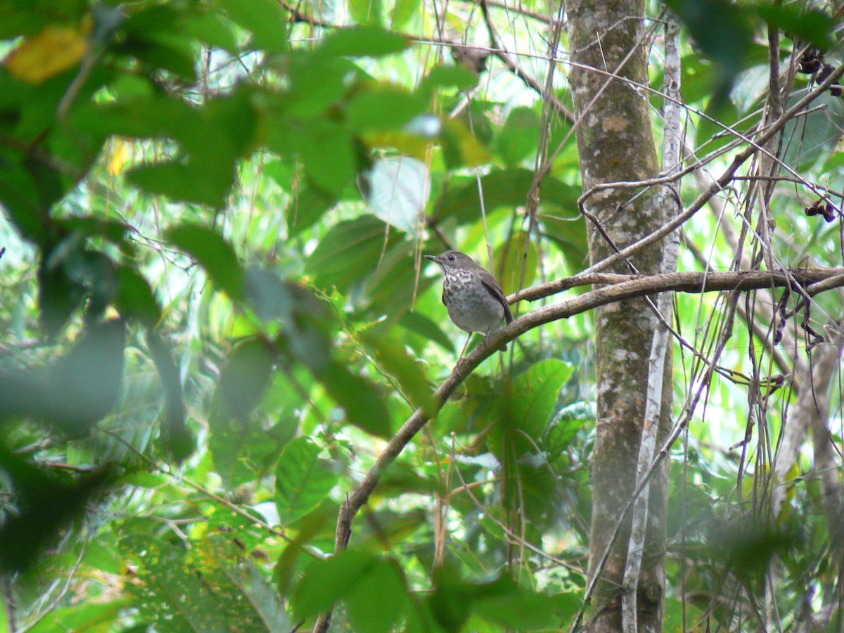 Gray-cheeked Thrush - ML85662531