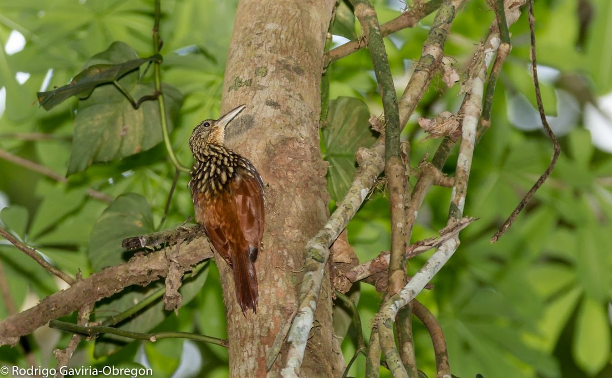 Black-striped Woodcreeper - Diego Calderón-Franco @diegoCOLbirding