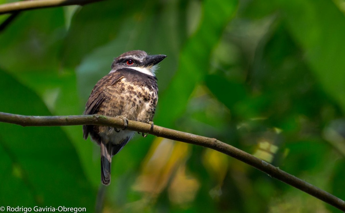 Rußkappen-Faulvogel - ML85665541