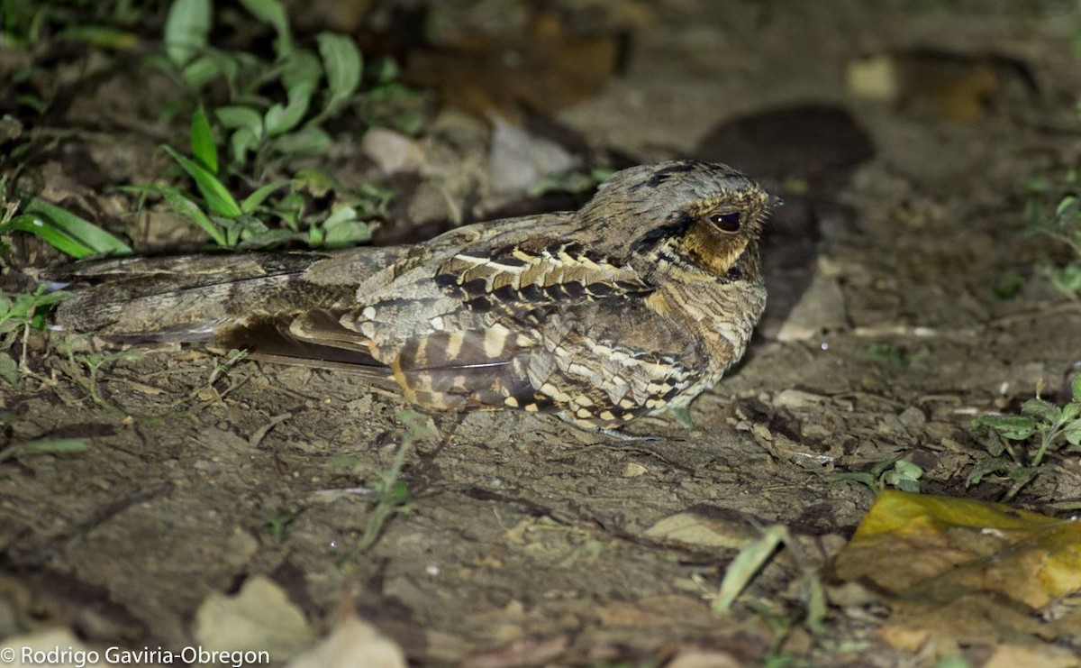 Common Pauraque - Diego Calderón-Franco @diegoCOLbirding