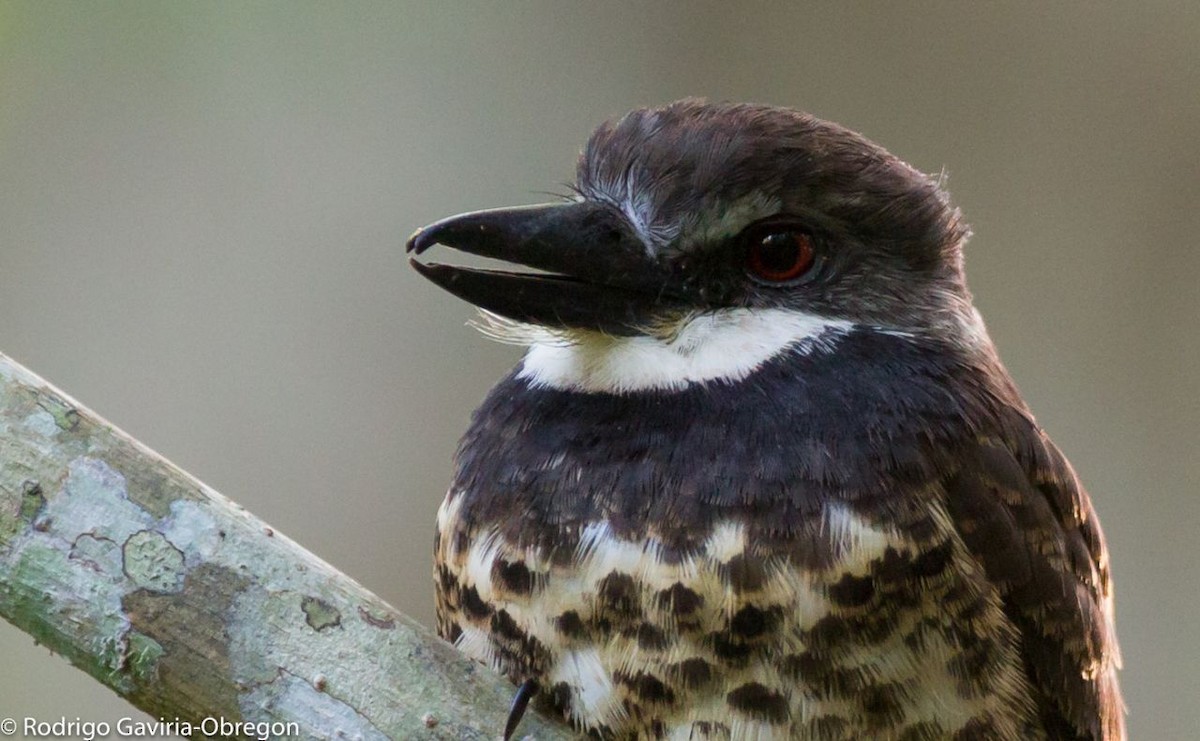 Sooty-capped Puffbird - ML85665911