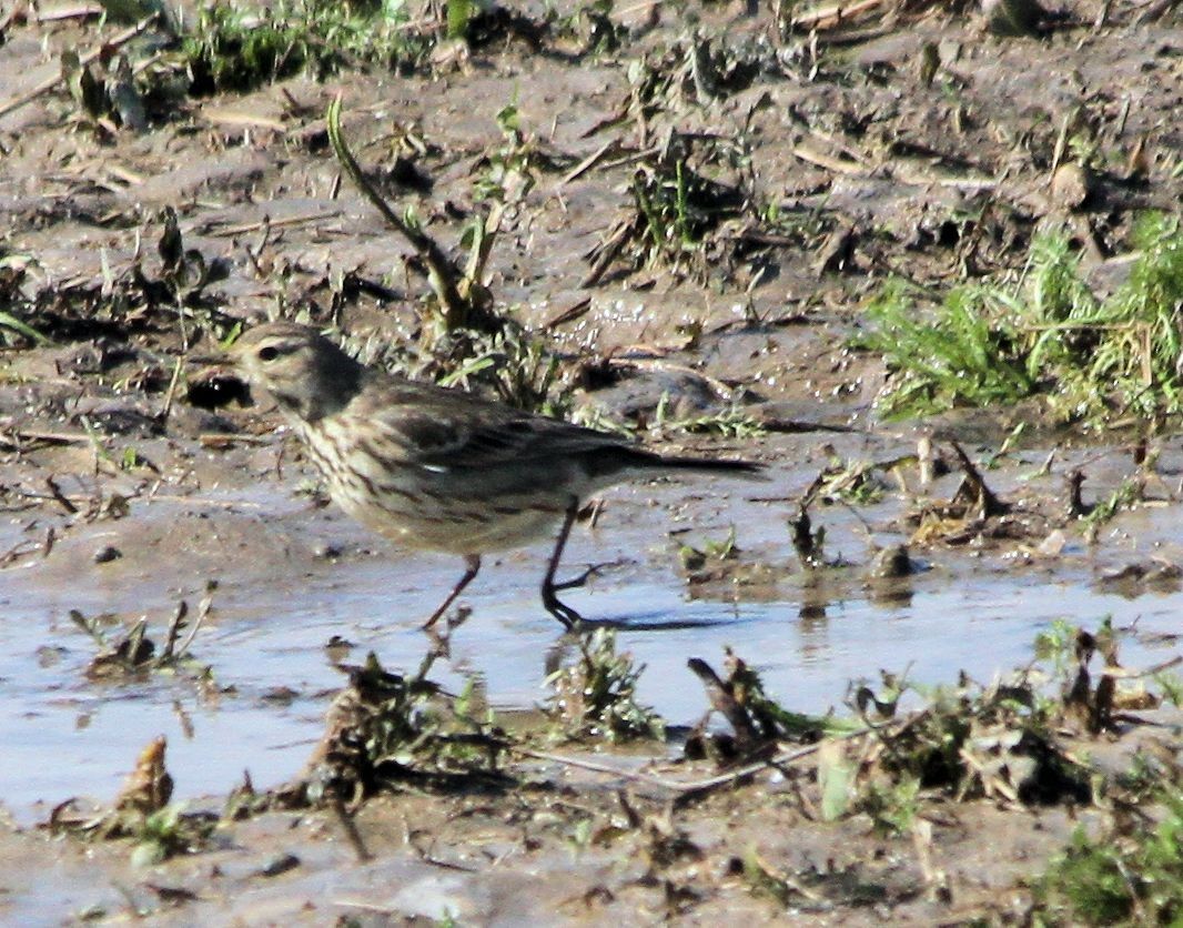 American Pipit - ML85670371