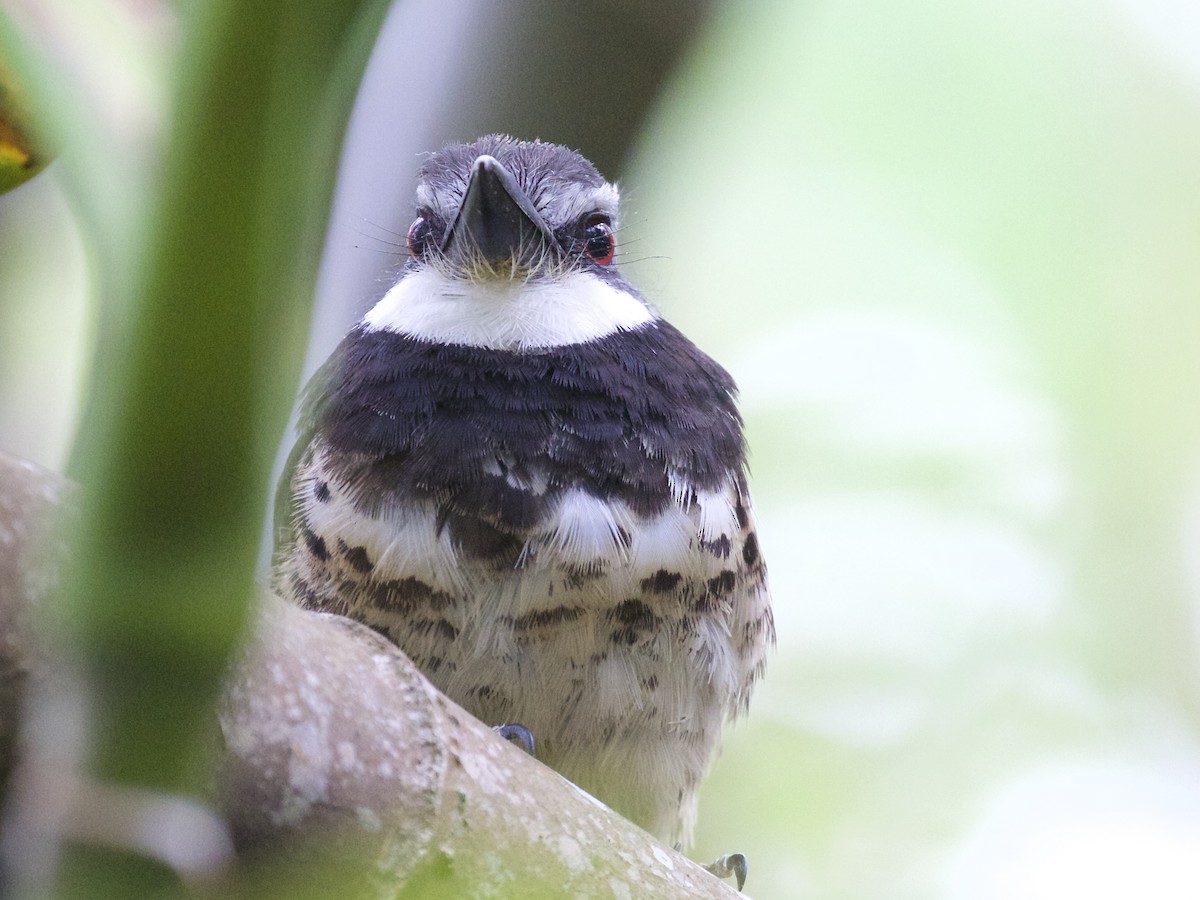 Sooty-capped Puffbird - ML85671861