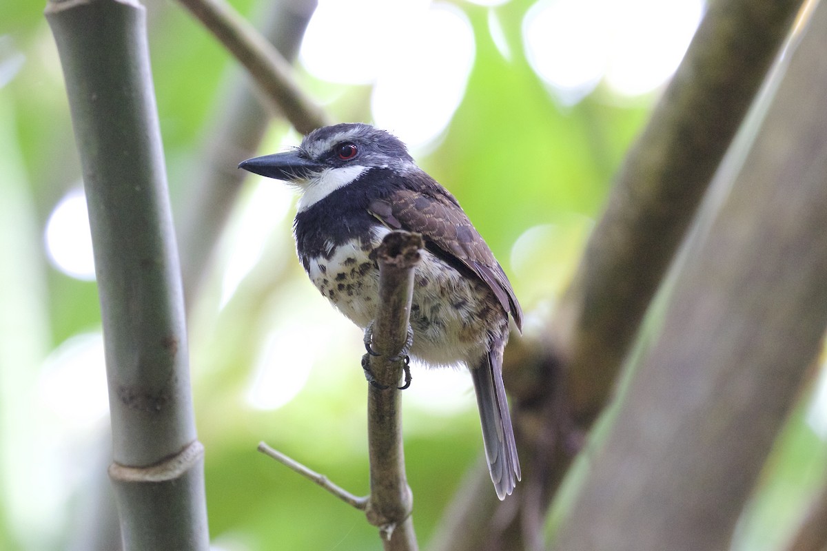 Sooty-capped Puffbird - ML85671881