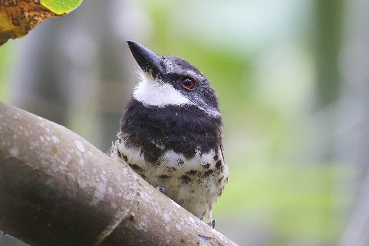 Sooty-capped Puffbird - ML85671891