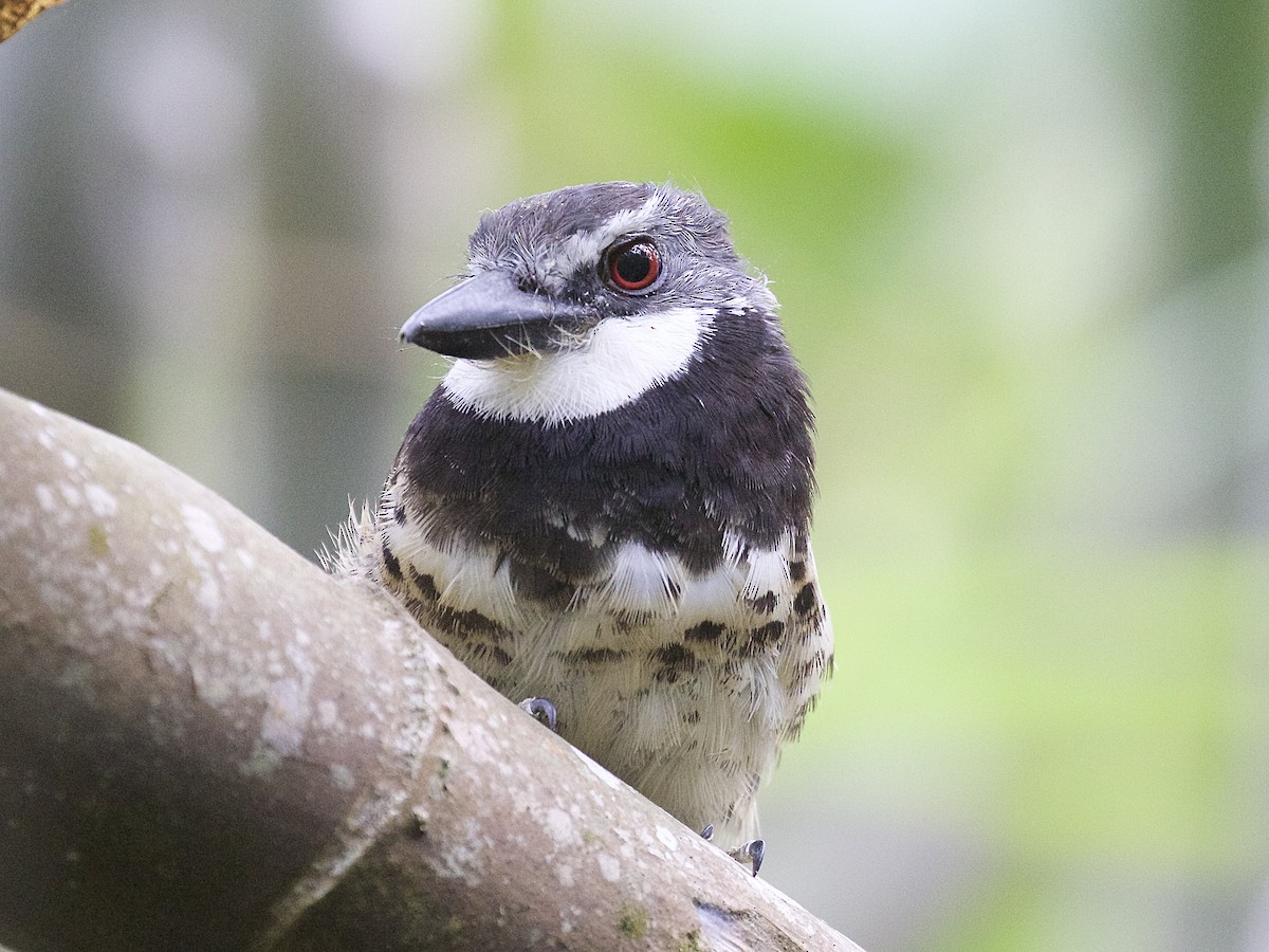 Sooty-capped Puffbird - ML85671941