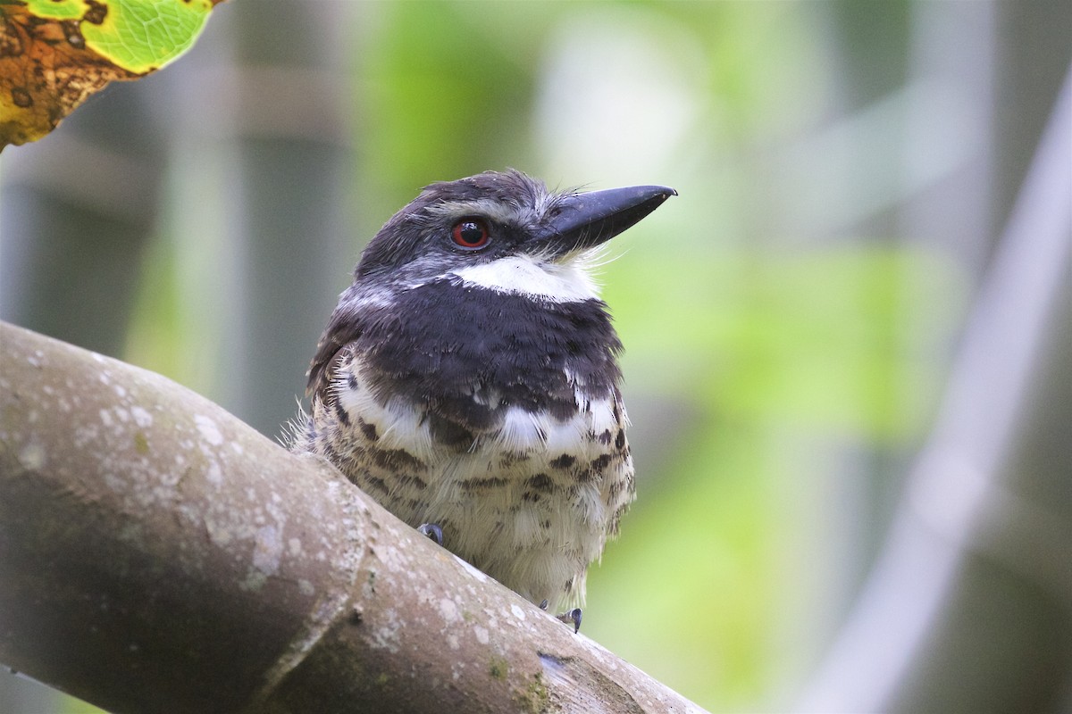 Sooty-capped Puffbird - ML85671981