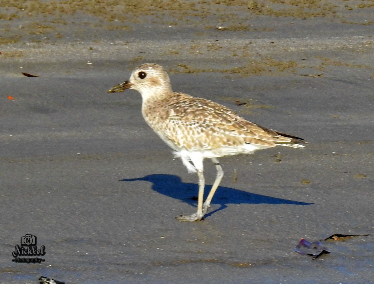 Black-bellied Plover - ML85673771