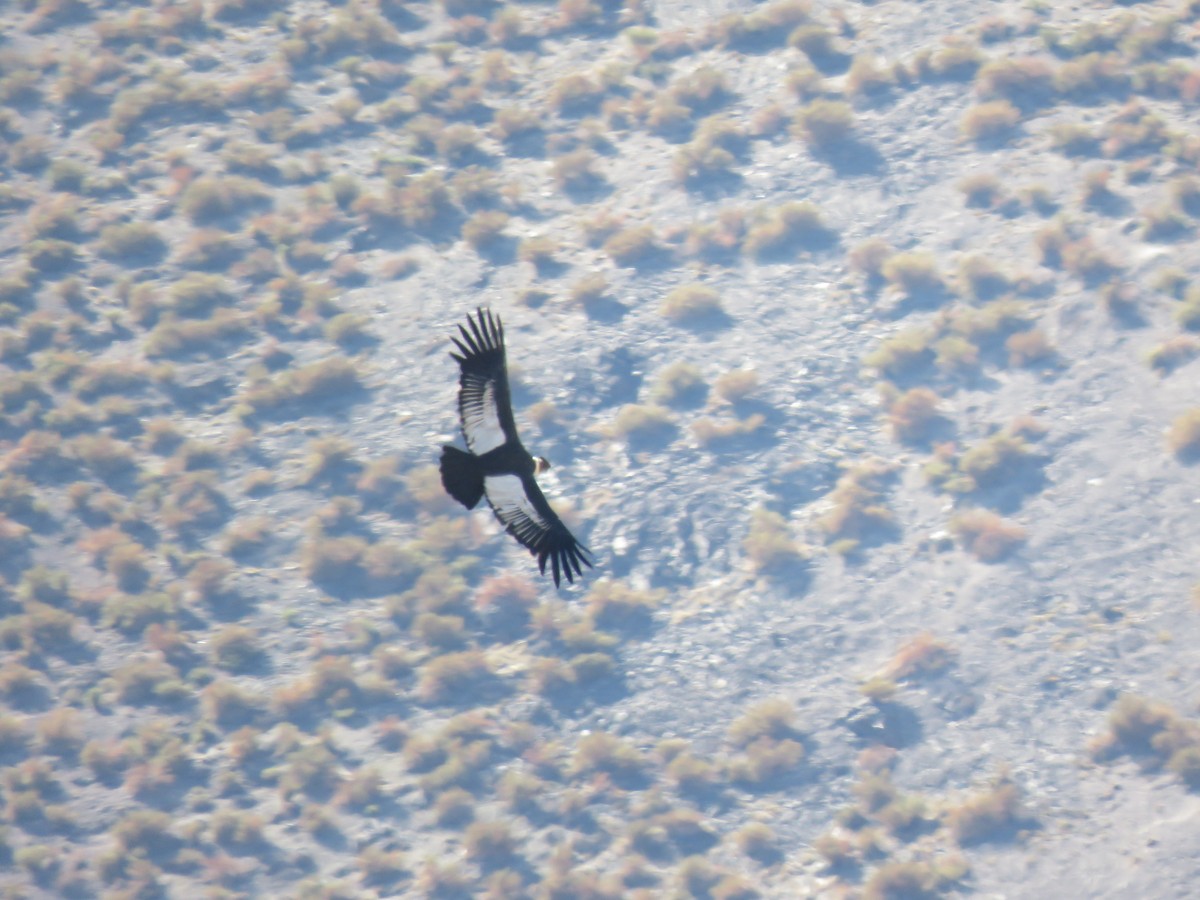 Condor des Andes - ML85673871