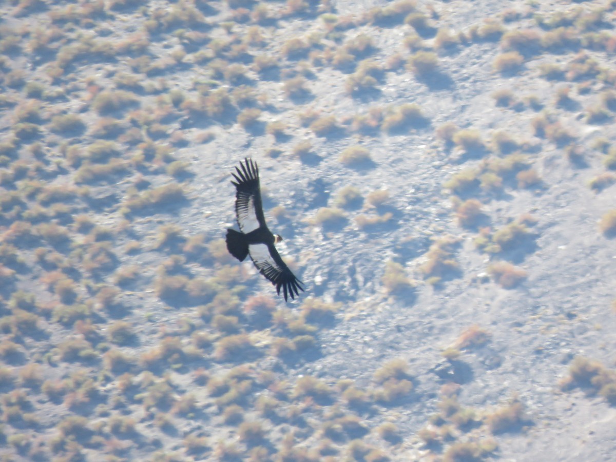 Andean Condor - ML85673871