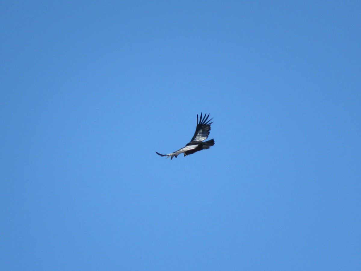 Andean Condor - ML85673881