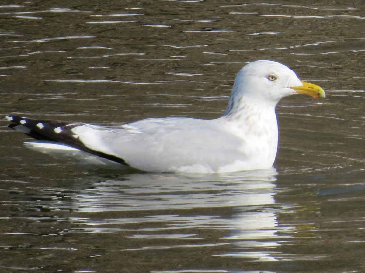 Goéland argenté - ML85674531