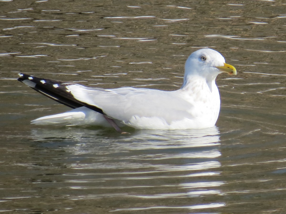 Goéland argenté - ML85674561