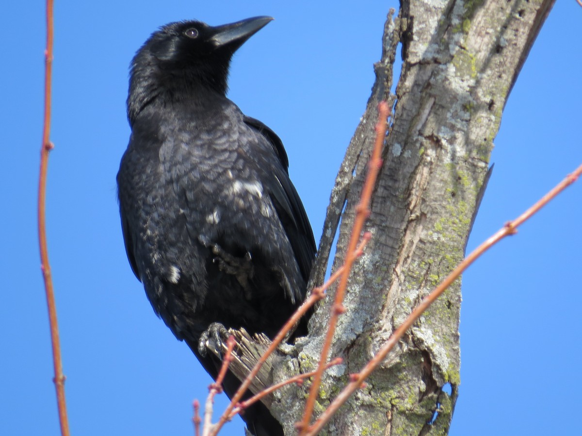 American Crow - ML85675391