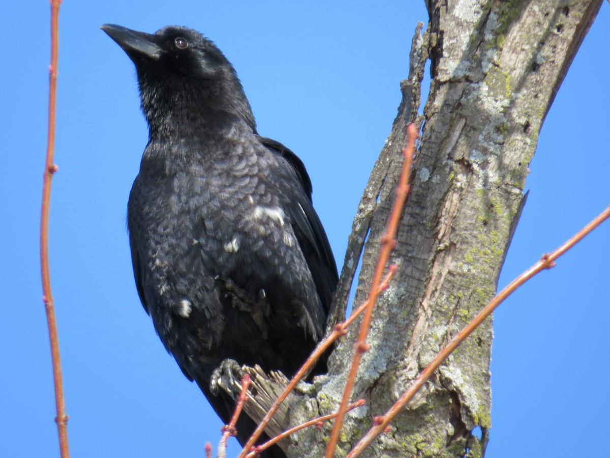 American Crow - ML85675401