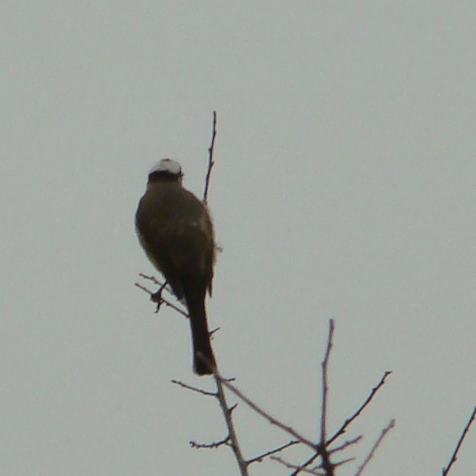 Light-vented Bulbul - ML85676561