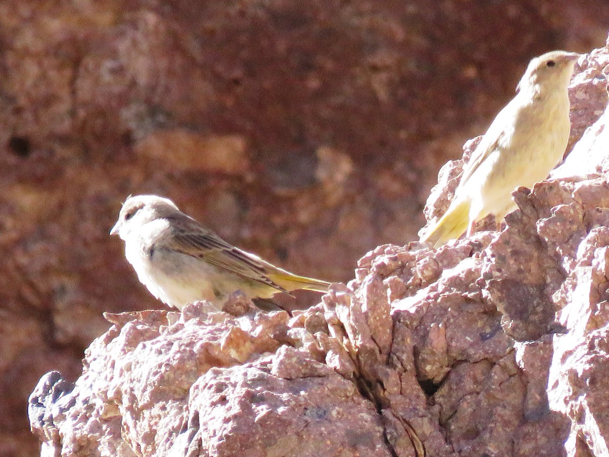 Greater Yellow-Finch - ML85676671