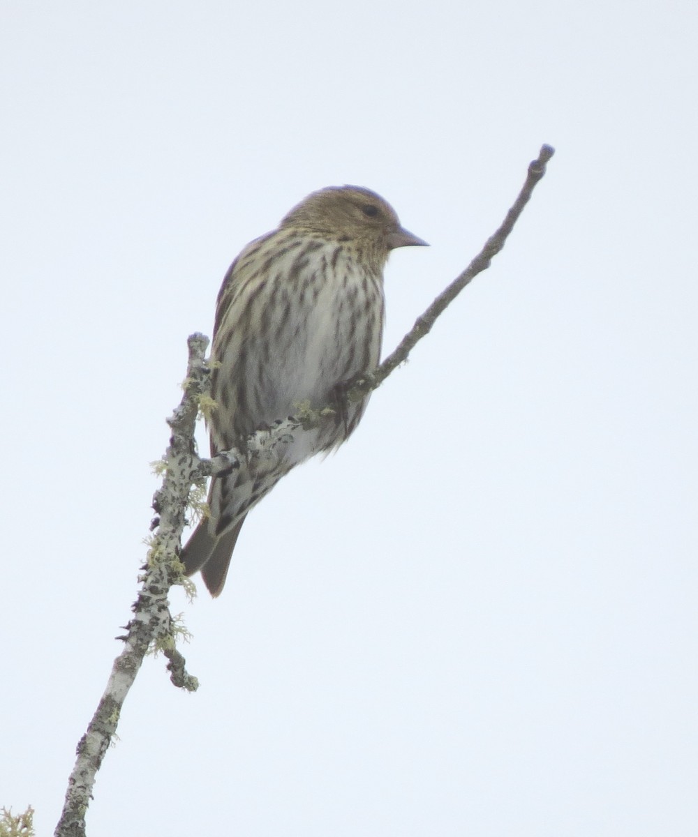 Pine Siskin - ML85678931