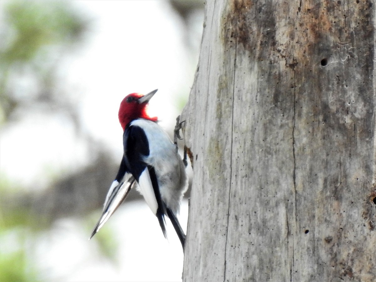 Red-headed Woodpecker - ML85679081