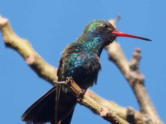Broad-billed Hummingbird - ML85680691
