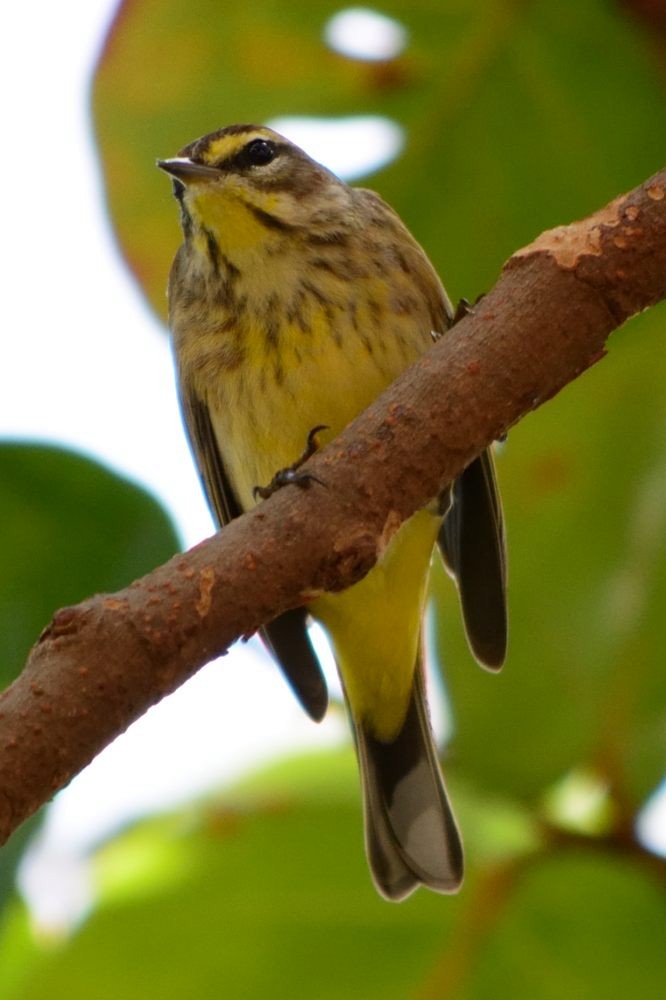 Palm Warbler (Yellow) - ML85680751