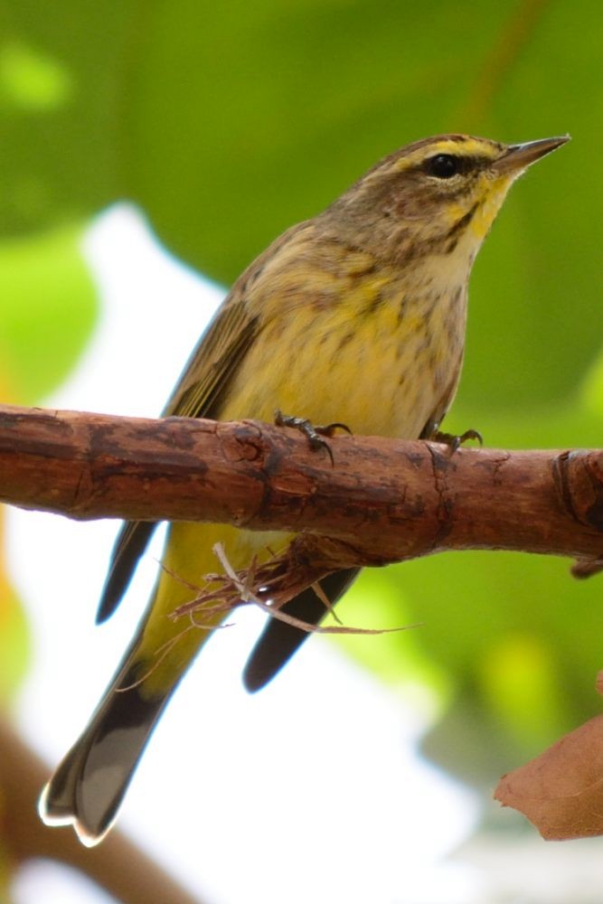 Palm Warbler (Yellow) - ML85680891