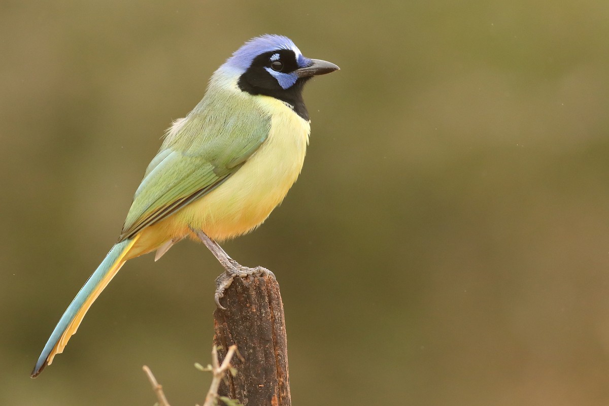 Green Jay - ML85681771