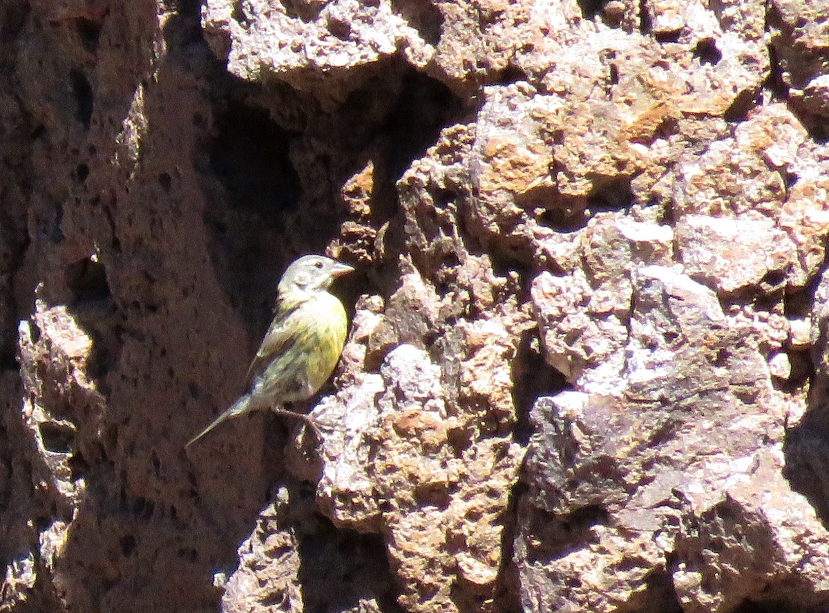 Gray-hooded Sierra Finch - ML85681821