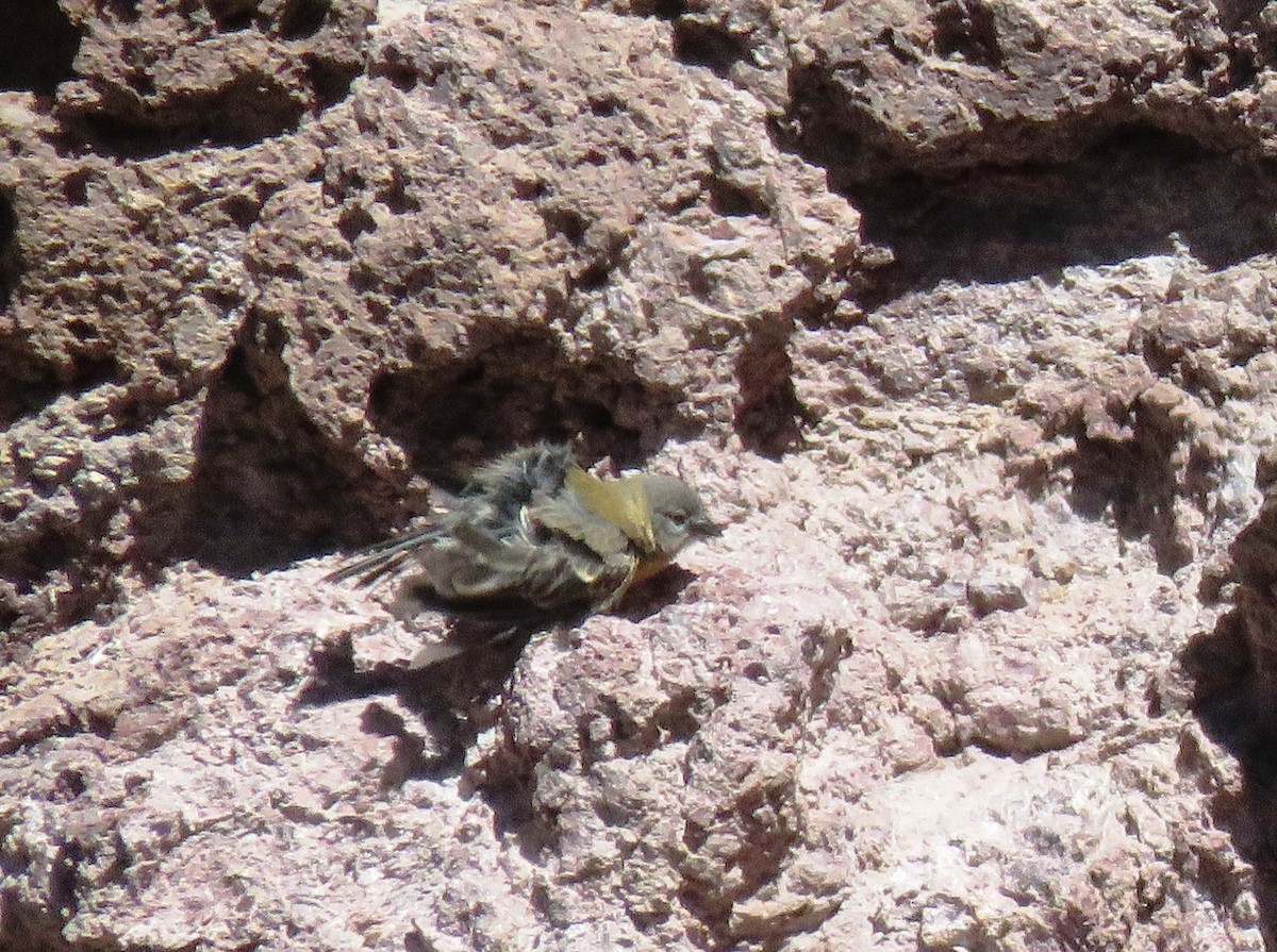 Gray-hooded Sierra Finch - ML85681851