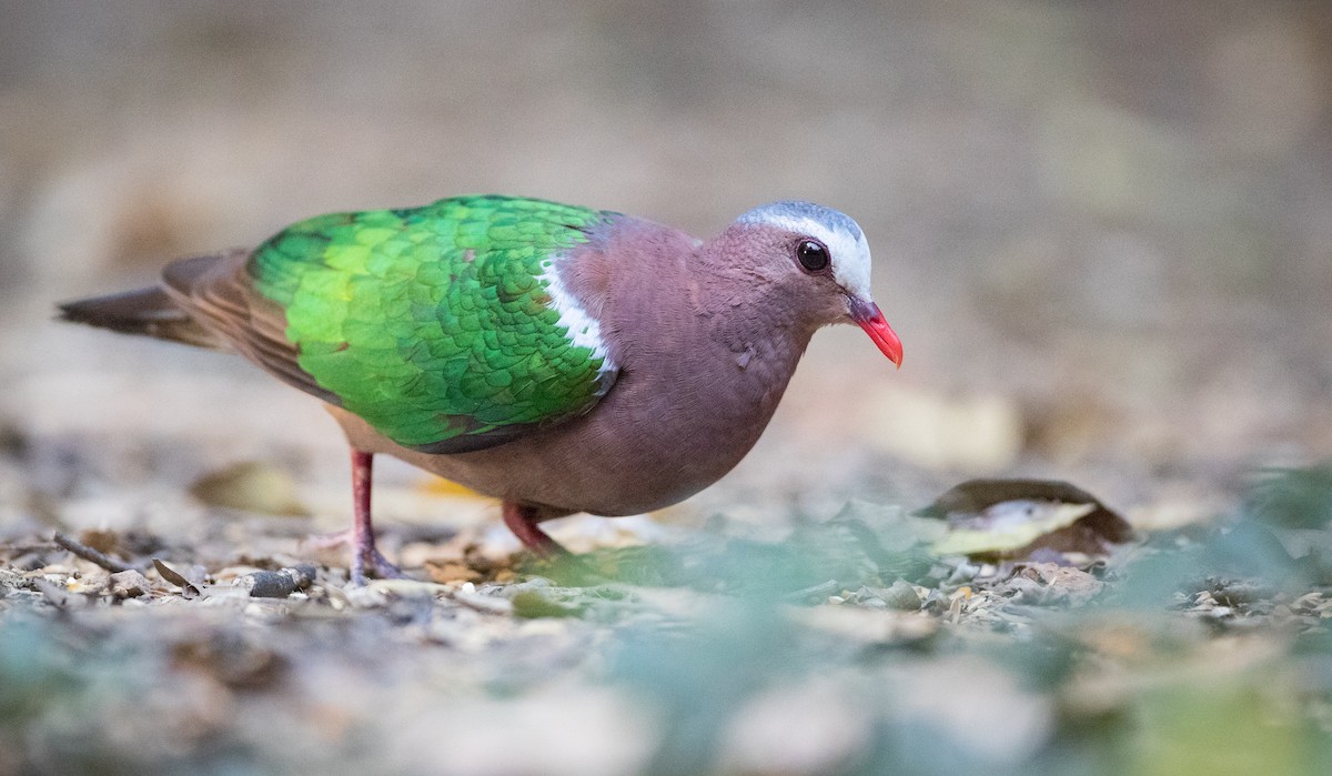 Asian Emerald Dove - Ian Davies