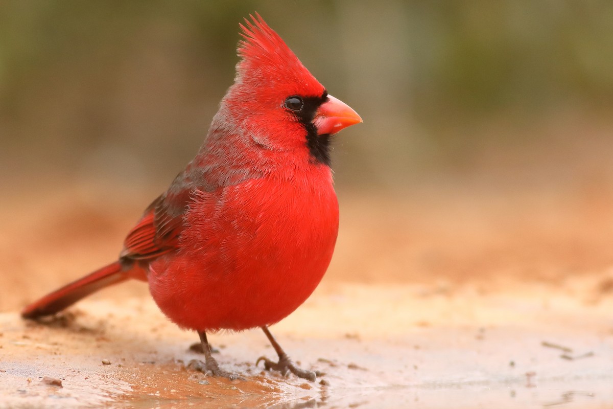 Cardinal rouge - ML85682121