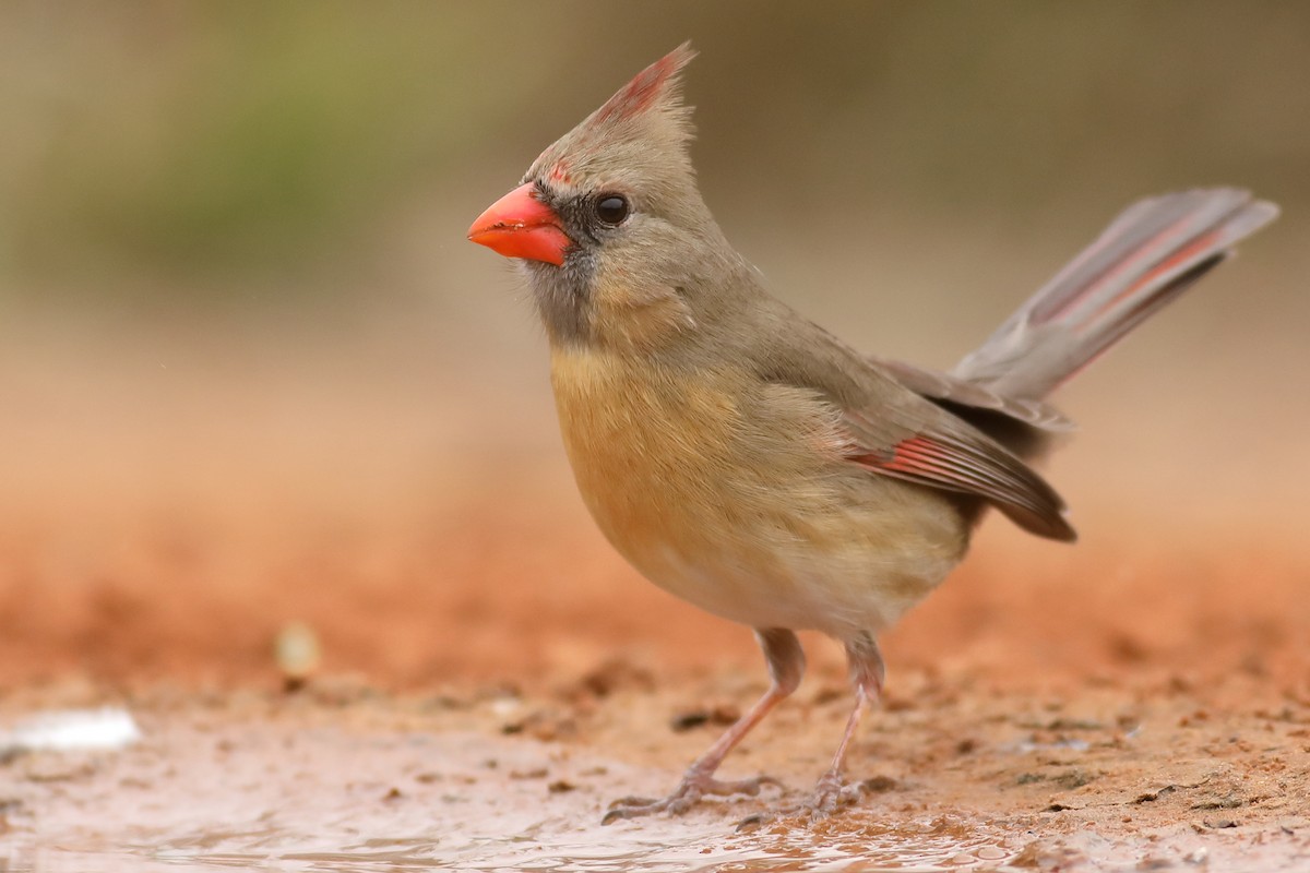 Cardenal Norteño - ML85682141