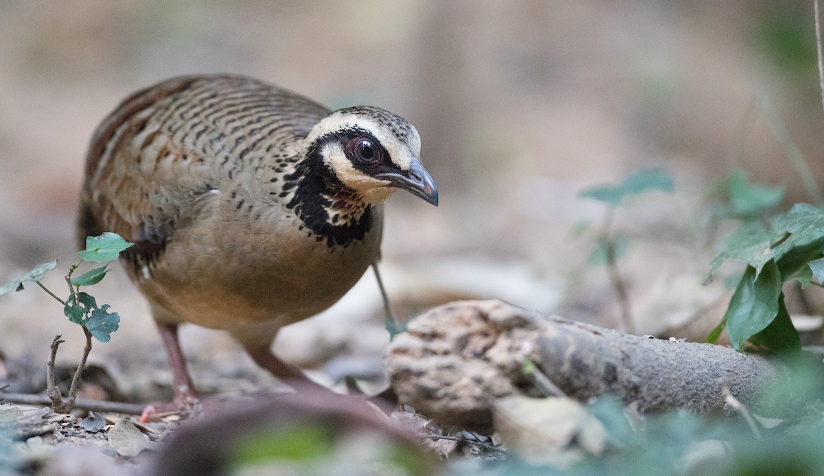 Bar-backed Partridge - Ian Davies