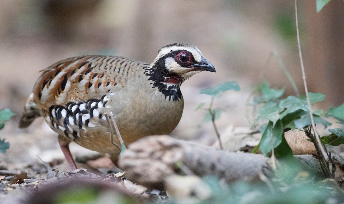 Bar-backed Partridge - Ian Davies