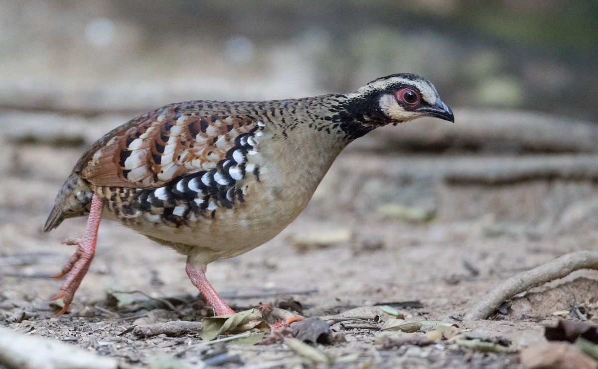 Bar-backed Partridge - Ian Davies
