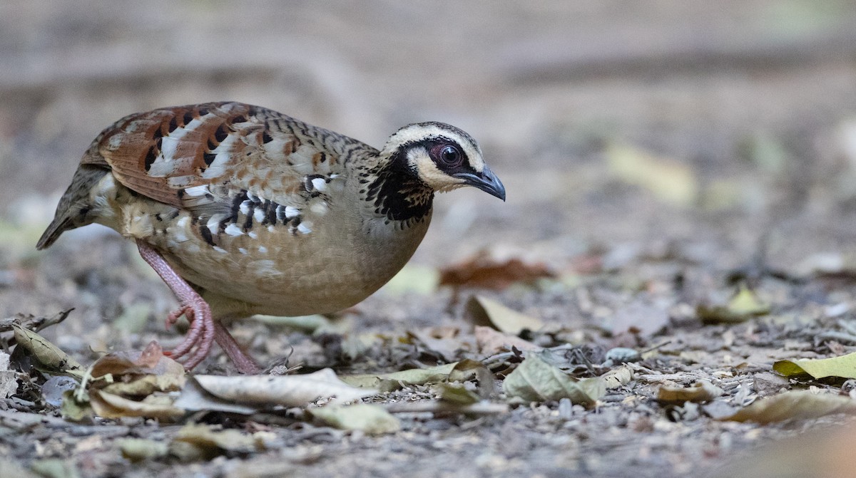 Bar-backed Partridge - Ian Davies