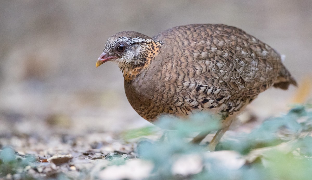 Scaly-breasted Partridge - Ian Davies