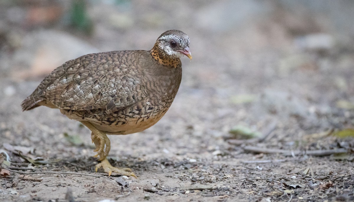 Scaly-breasted Partridge - ML85682781