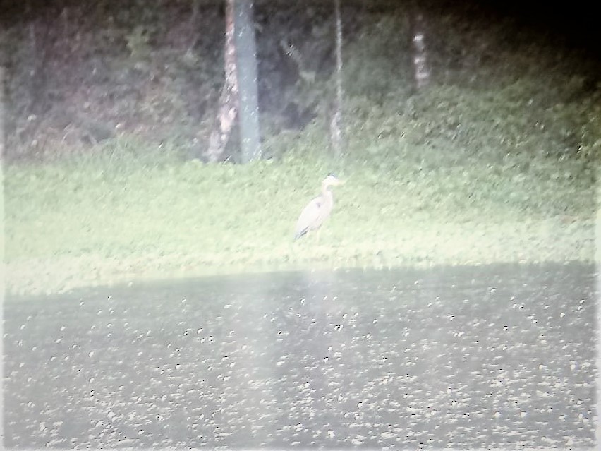 Great Blue Heron - ML85683701