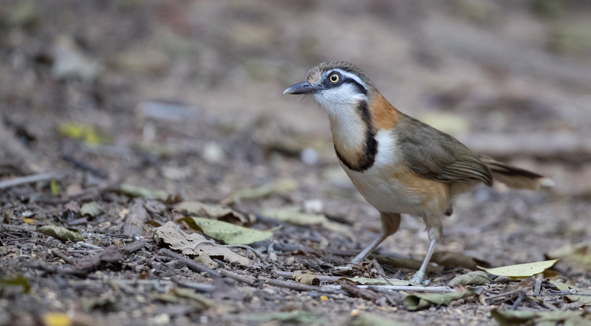 Lesser Necklaced Laughingthrush - ML85683731