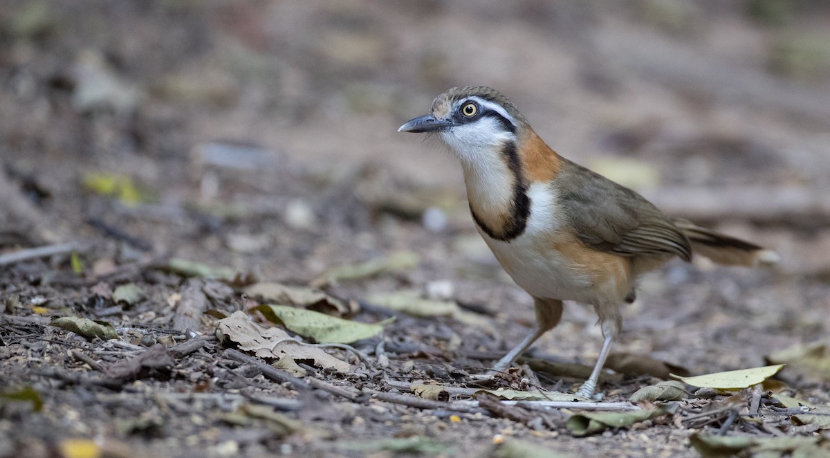 Lesser Necklaced Laughingthrush - Ian Davies