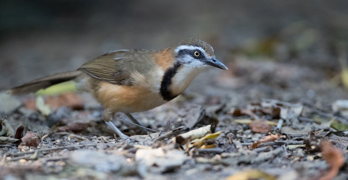 Lesser Necklaced Laughingthrush - ML85683741