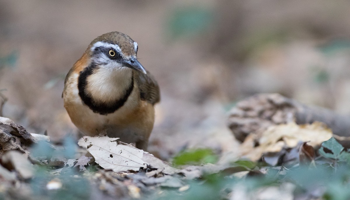 Lesser Necklaced Laughingthrush - ML85683771