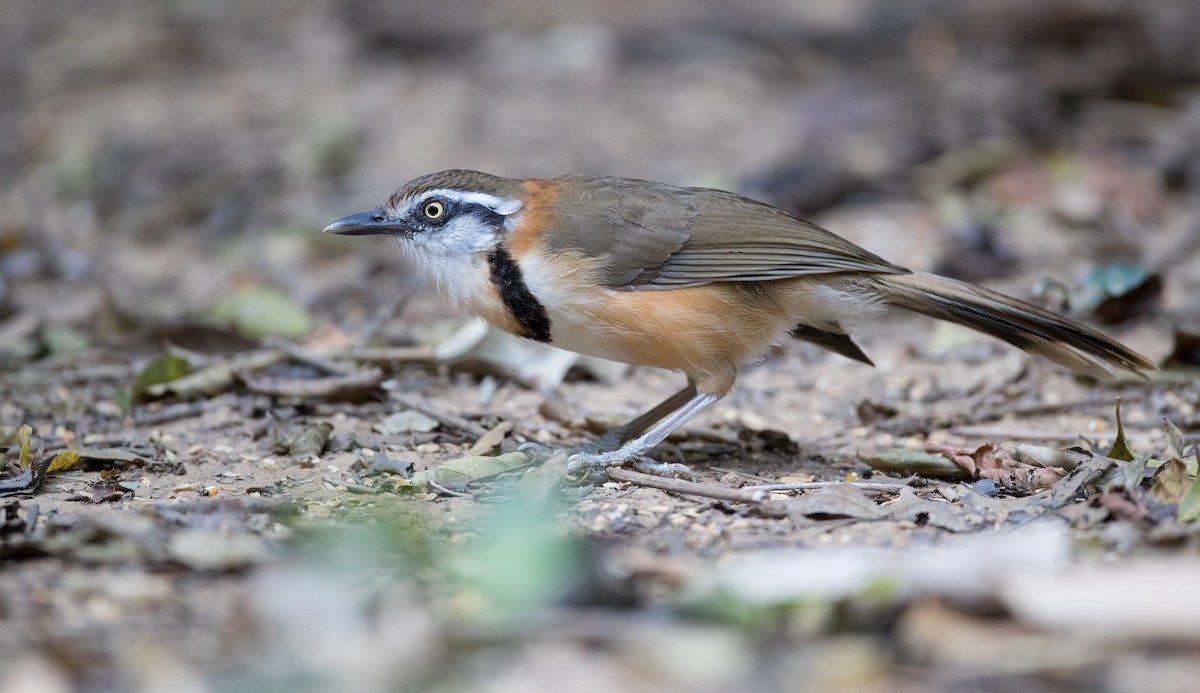 Lesser Necklaced Laughingthrush - ML85683801