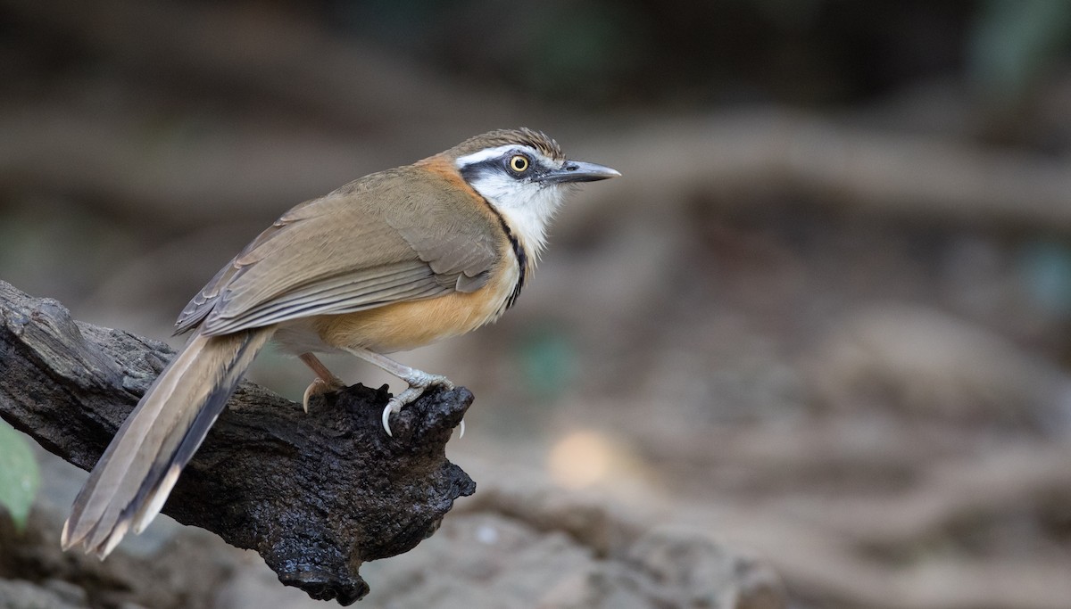 Lesser Necklaced Laughingthrush - Ian Davies