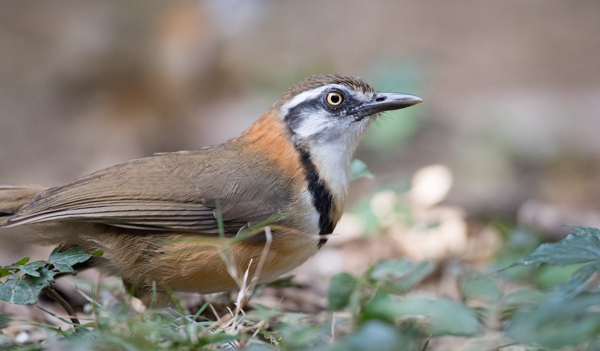 Lesser Necklaced Laughingthrush - ML85683821