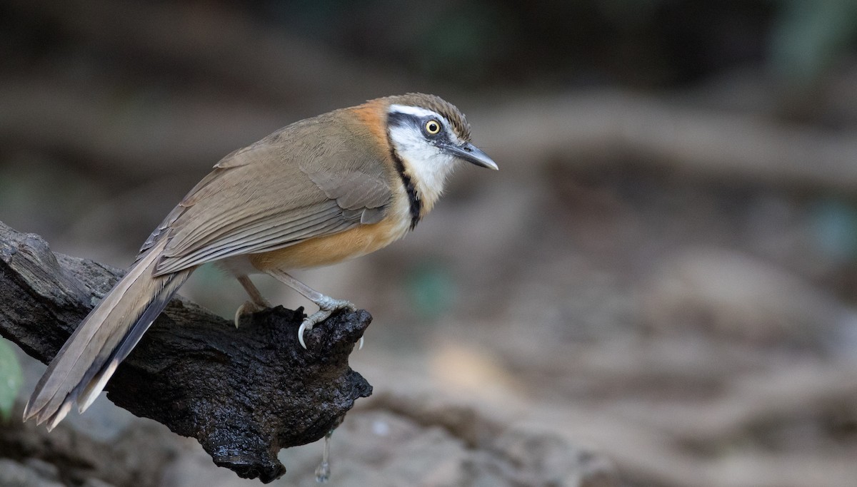 Lesser Necklaced Laughingthrush - ML85683831